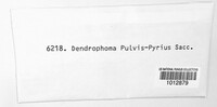 Melanomma pulvis-pyrius image